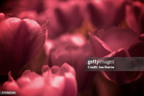pink - sterne stock pictures, royalty-free photos & images