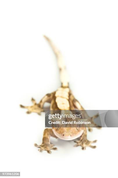 crested gecko-rhacodactylus ciliatus - rhacodactylus stock pictures, royalty-free photos & images