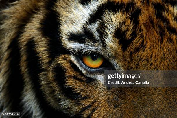 tiger's eye - panthera tigris tigris stock pictures, royalty-free photos & images