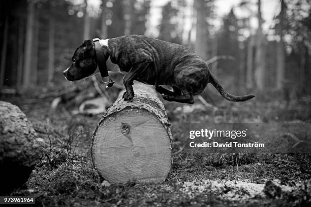 staffordshire bullterrier on log, kalmar, sweden - kalmar foto e immagini stock