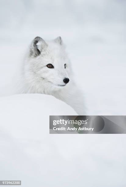 an arctic fox in the snow. - arctic fox stock pictures, royalty-free photos & images