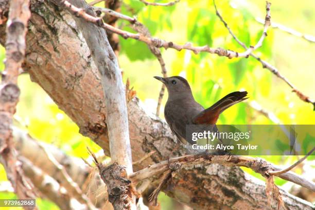 gray catbird - gray catbird stock pictures, royalty-free photos & images