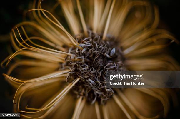 close-up of dead flower, wentworth falls, blue mountains, new south wales, australia - katoomba falls stock pictures, royalty-free photos & images