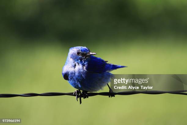 on the line - indigo bunting stock pictures, royalty-free photos & images