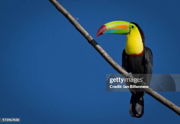 keel-billed toucan - toucan stock pictures, royalty-free photos & images
