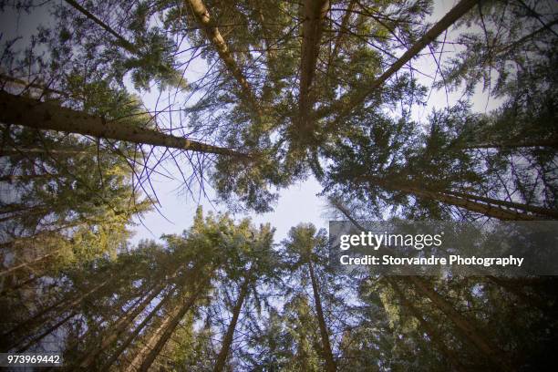 le regole di malosco, woods - regole stockfoto's en -beelden