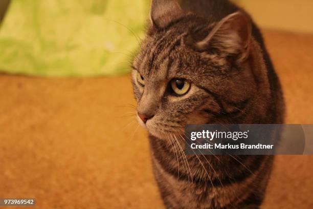 katze - katze stock pictures, royalty-free photos & images