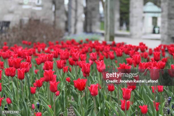 tulipe 2 - tulipe stock pictures, royalty-free photos & images
