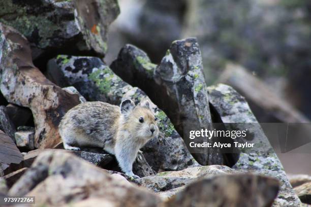 Roque Rabbit Rock Rabbit Photos and Premium High Res Pictures - Getty Images