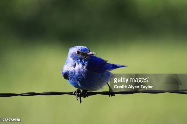 mountain bluebird - indigo bunting stock pictures, royalty-free photos & images