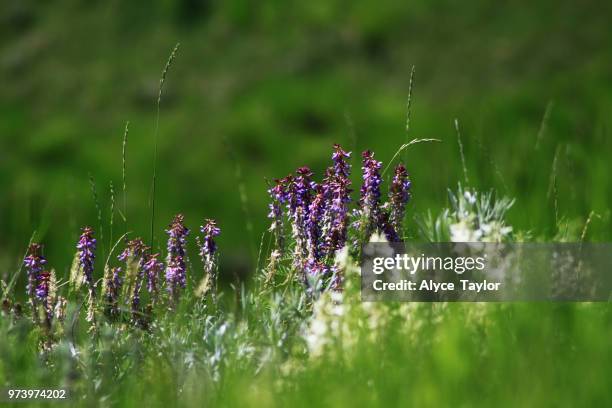 Vetch Alaska Vetch Photos and Premium High Res Pictures - Getty Images