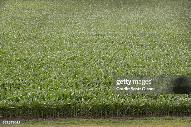 Corn grows in a field on June 13, 2018 near Dwight, Illinois. The condition of U.S. Corn and soybean crops in most regions is far outpacing last...