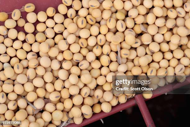 Soybeans are loaded onto a truck before delivery to a grain elevator on June 13, 2018 near Dwight, Illinois. U.S. Soybean futures plunged today with...