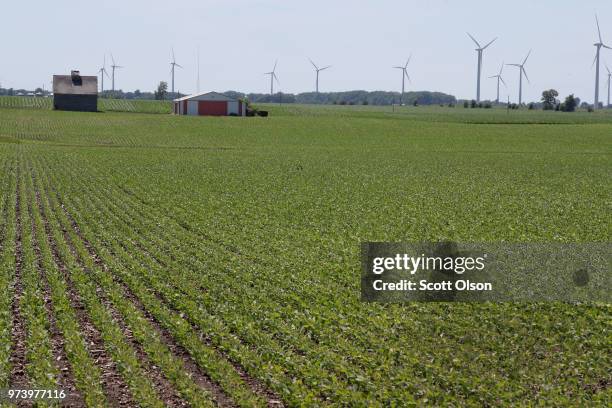 Soybeans grow in a field on June 13, 2018 in Dwight, Illinois. The condition of U.S. Corn and soybean crops in most regions is far outpacing last...