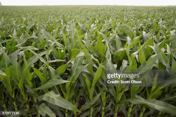 Corn grows in a field on June 13, 2018 near Dwight, Illinois. The condition of U.S. Corn and soybean crops in most regions is far outpacing last...