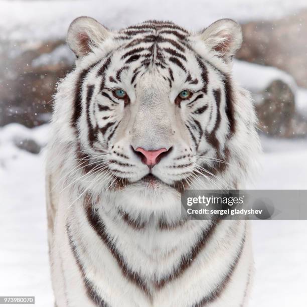 portrait of a white tiger. - white tiger stock pictures, royalty-free photos & images