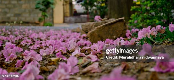 tabebuia-1 - tabebuia stock pictures, royalty-free photos & images