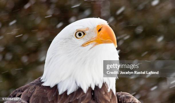 Pygrag 104 Pygargue Stock Photos, High-Res Pictures, and Images - Getty Images