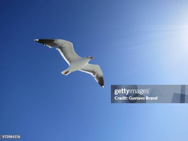 Free Fly High-Res Stock Photo