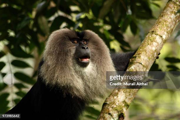 lion tailed macaque - macaco coda di leone foto e immagini stock