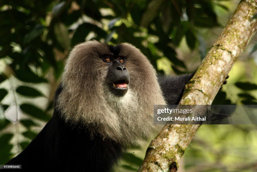 Lion Tailed Macaque