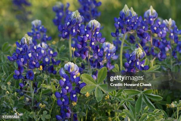 bluebonnet in bloom, texas, usa - texas bluebonnet stock pictures, royalty-free photos & images