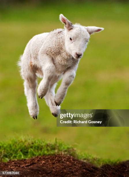 jumping lamb on grass - lammetje stockfoto's en -beelden