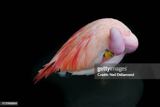 preening pink flamingo, stroud, gloucestershire, england, uk - stroud gloucestershire stock pictures, royalty-free photos & images