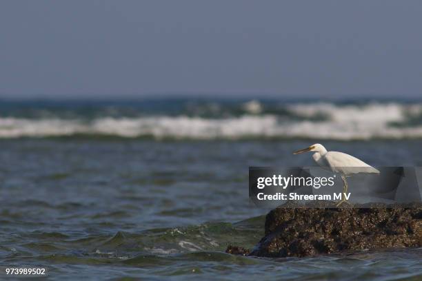 pacific reef egret (egretta sacra) on rock at sea, port blair, india - egretta sacra stock pictures, royalty-free photos & images
