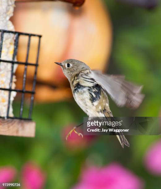 ruby-crowned kinglet - ruby jay stock pictures, royalty-free photos & images