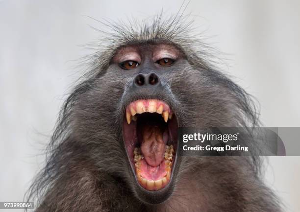 portrait of chacma baboon (papio ursinus) with mouth open, tsitsikamma national park, south africa - chacma baboon 個照片及圖片檔
