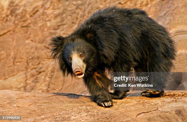 sloth bear - sloth bear stock pictures, royalty-free photos & images