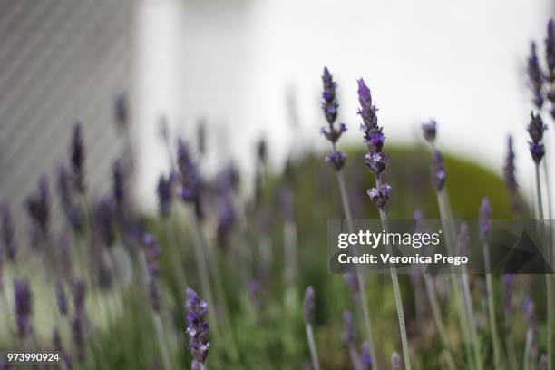 lavanda - prego stock pictures, royalty-free photos & images