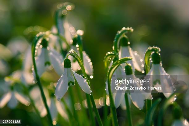 white flowers of snowdrops with raindrops, ljubljana, slovenia - snowdrops stockfoto's en -beelden