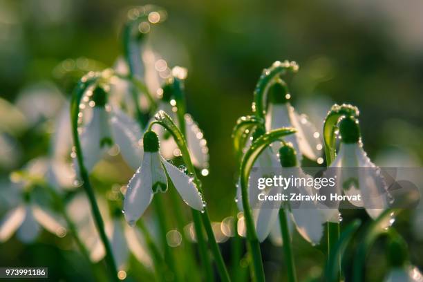 white flowers of snowdrops with raindrops, ljubljana, slovenia - snowdrop bildbanksfoton och bilder