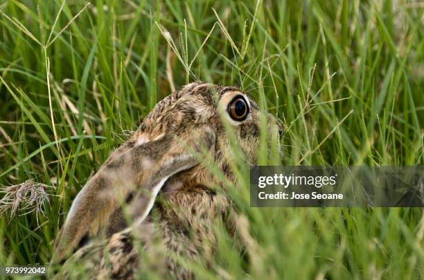 mimetic hare. liebre mimetica. - liebre stock-fotos und bilder