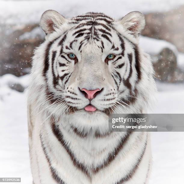 a white tiger in the snow. - white tiger stock pictures, royalty-free photos & images