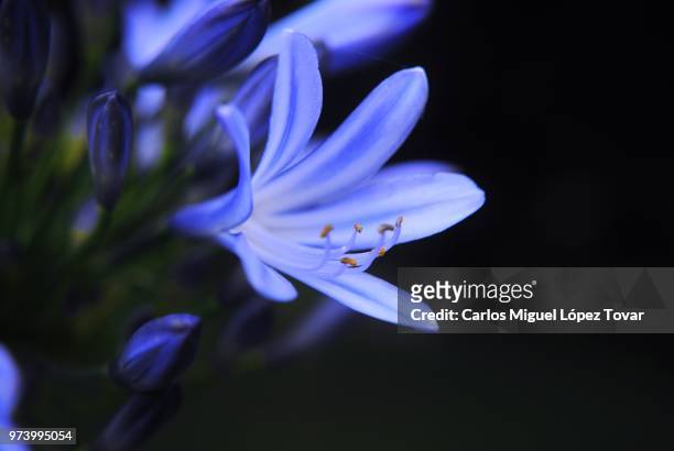 agapanthus africanus lirio africano - africano stock pictures, royalty-free photos & images