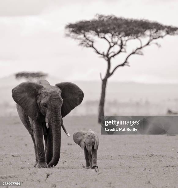 african bush elephant (loxodonta africana) family, serengeti, maasai mara, tanzania - pat reilly foto e immagini stock