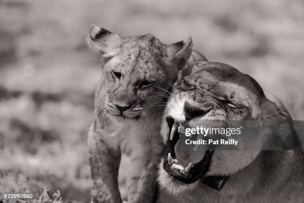 mama cat and cub - pat reilly foto e immagini stock