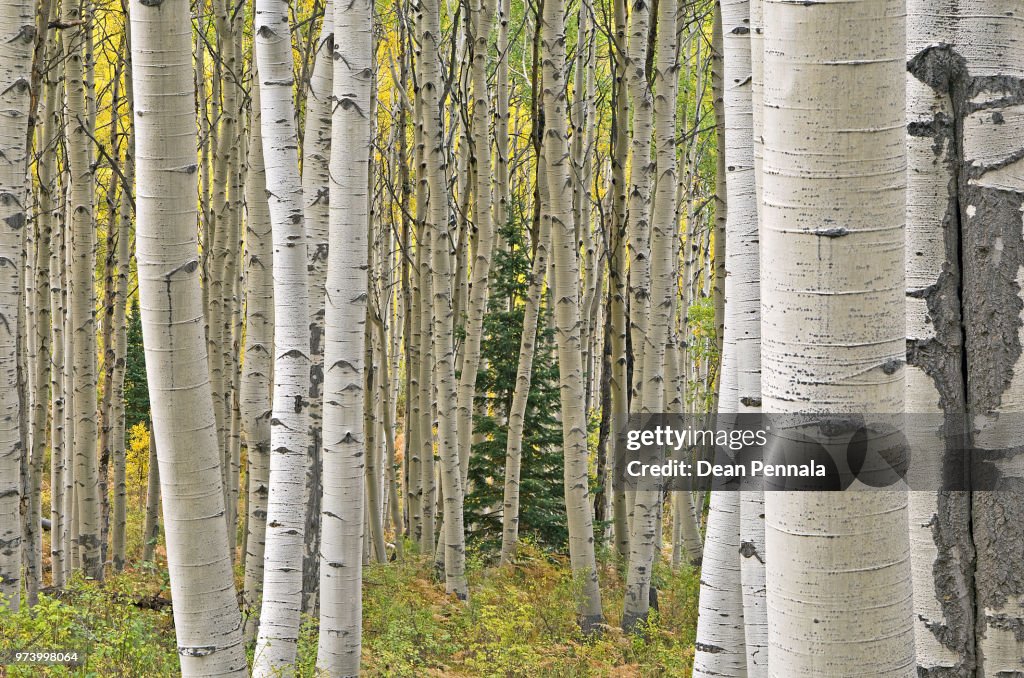 Autumn Aspen Forest
