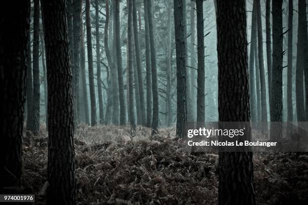 mysterious forest, rambouillet, ile-de-france, france - rambouillet - fotografias e filmes do acervo