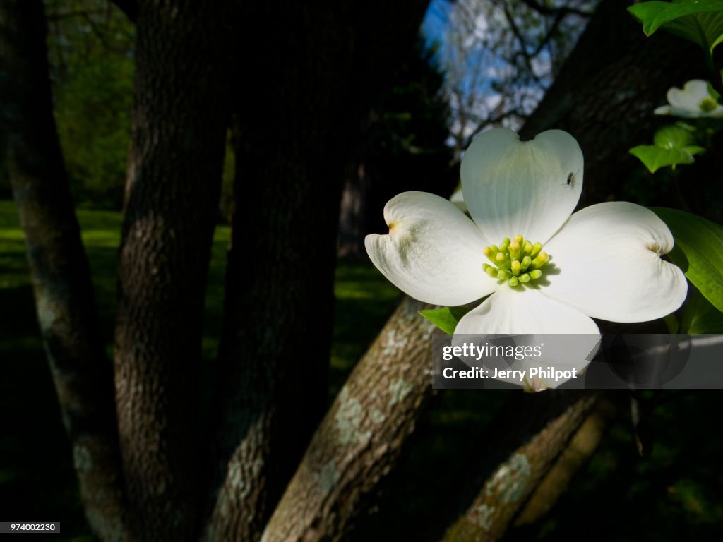 Dogwood