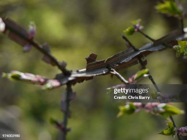 burning bush bark - burning bush stock-fotos und bilder