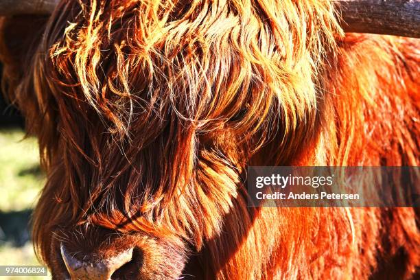 Back Forelock Forelock Photos and Premium High Res Pictures - Getty Images