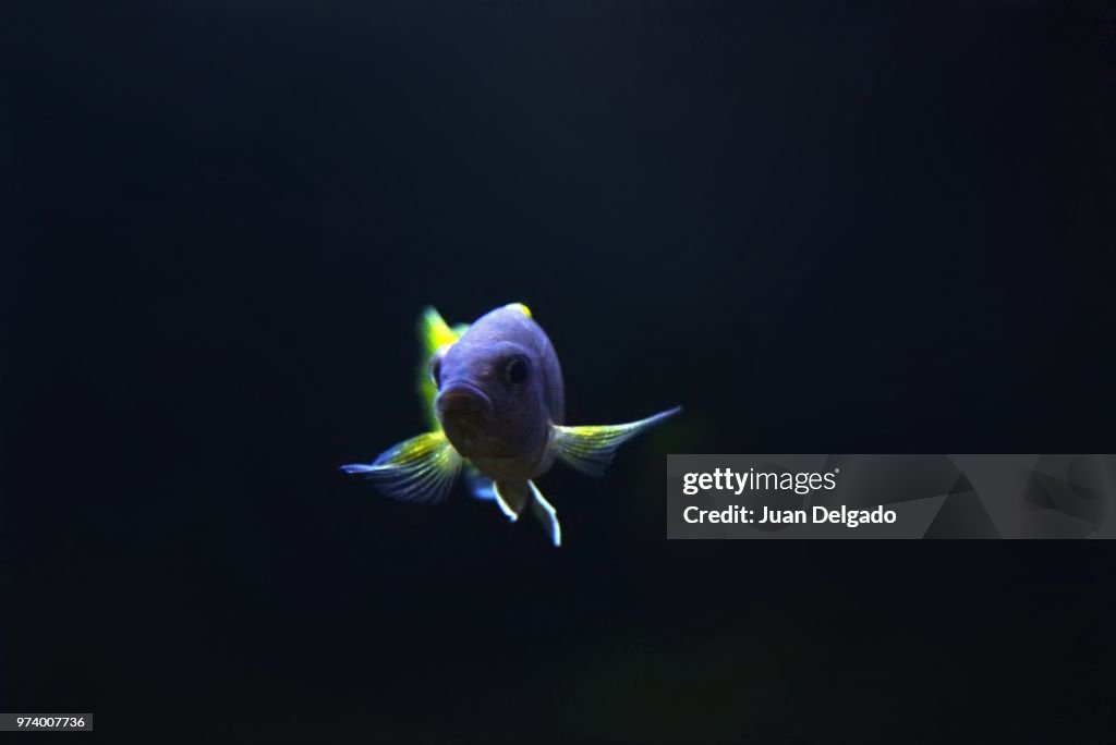Acei african cichlid