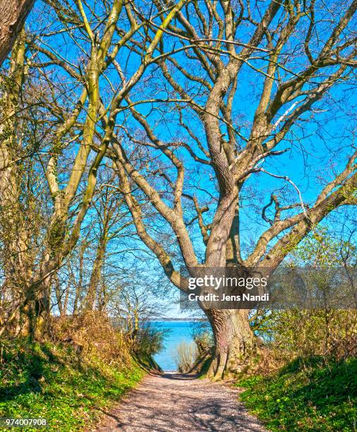 entrance to sea trout beach - sea trout stock pictures, royalty-free photos & images