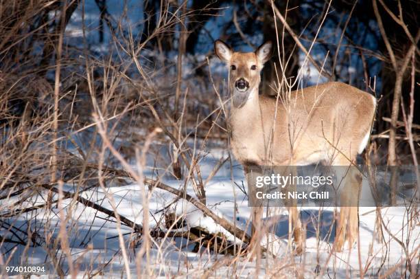 woodland white-tail, iowa - white tail buck - fotografias e filmes do acervo