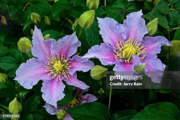 Res Rupel 2,123 Ruppel Stock Photos, High-Res Pictures, and Images - Getty Images