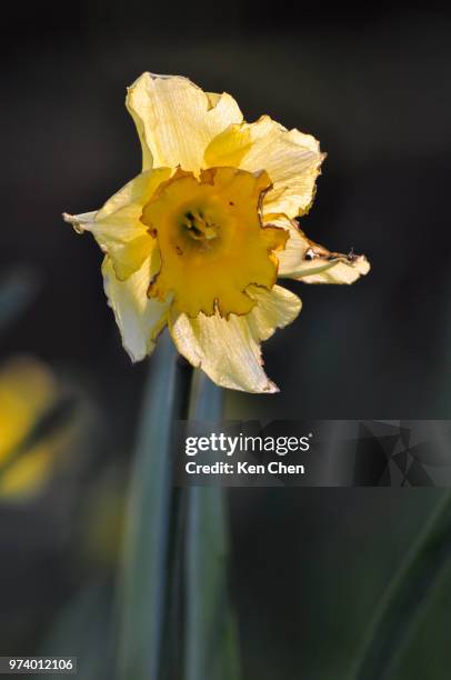 Narcissus High-Res Stock Photo